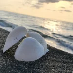 camping area under pine trees near the black sea coast black sea camping