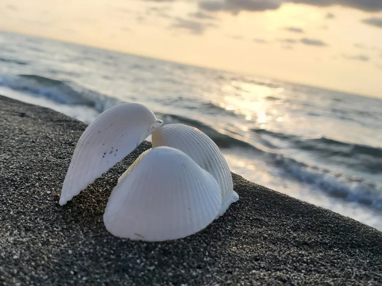 camping area under pine trees near the black sea coast black sea camping