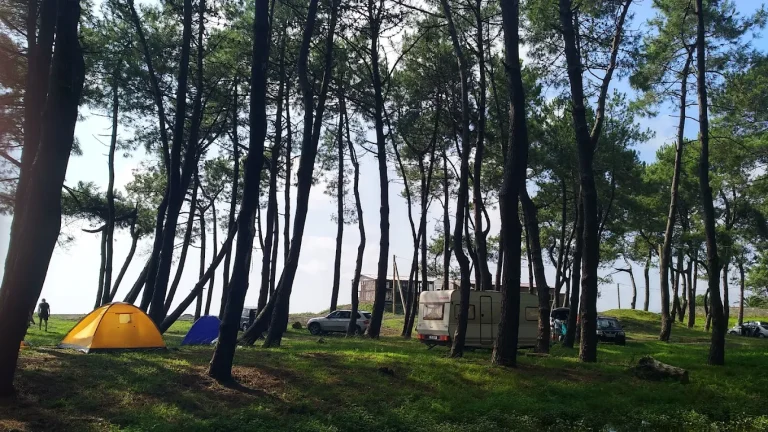 camping area under pine trees near the black sea coast black sea camping