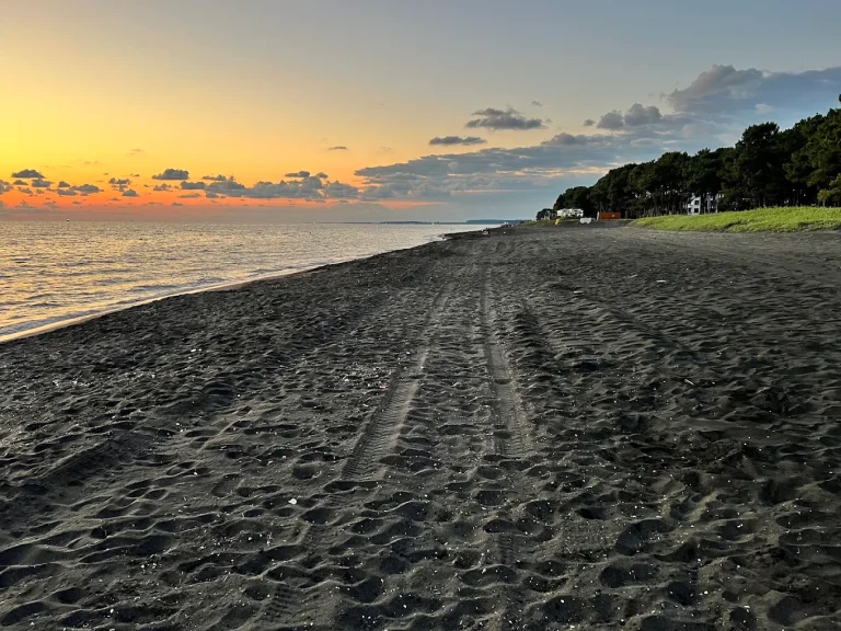 camping area under pine trees near the black sea coast black sea camping