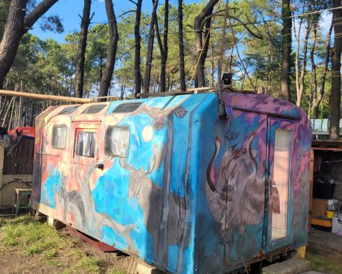 camping area under pine trees near the black sea coast black sea camping